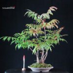Rhus Succedanea