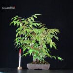 Rhus Succedanea