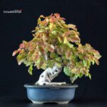 Carpinus Coreana
