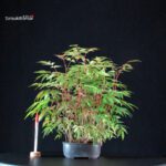 Rhus Succedanea