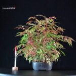 Rhus Succedanea
