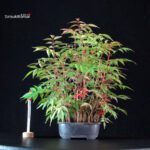Rhus Succedanea
