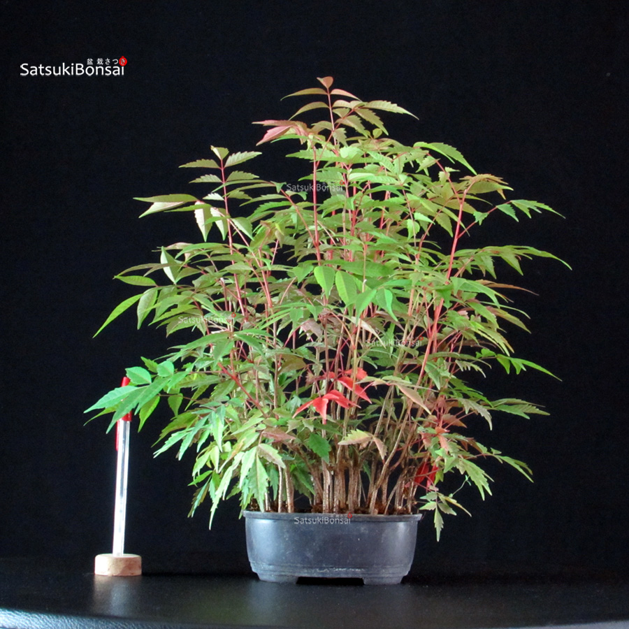 6070_1-Rhus-Succedanea Rhus Succedanea - immagine 1