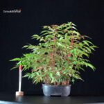 Rhus Succedanea