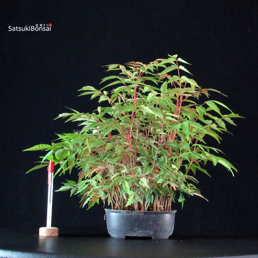 6071_1-Rhus-Succedanea Rhus Succedanea - immagine 1