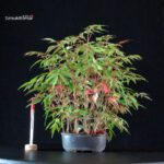 Rhus Succedanea