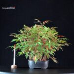 Rhus Succedanea