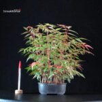 Rhus Succedanea