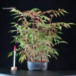 Rhus Succedanea