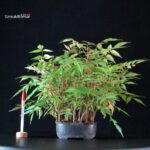 Rhus Succedanea
