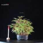 Rhus Succedanea