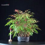 Rhus Succedanea