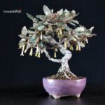 Eleagnus - Gumi