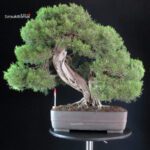 Ginepro Fenicio - Juniperus Phoenicea VENDUTO