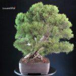 Ginepro Fenicio - Juniperus Phoenicea VENDUTO - immagine 2