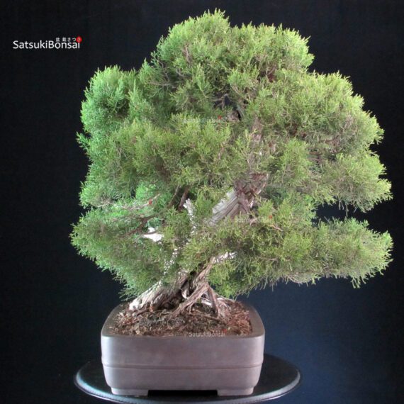 Ginepro Fenicio - Juniperus Phoenicea VENDUTO - immagine 2