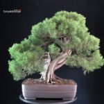 Ginepro Fenicio - Juniperus Phoenicea VENDUTO - immagine 3