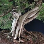 Ginepro Fenicio - Juniperus Phoenicea VENDUTO - immagine 4