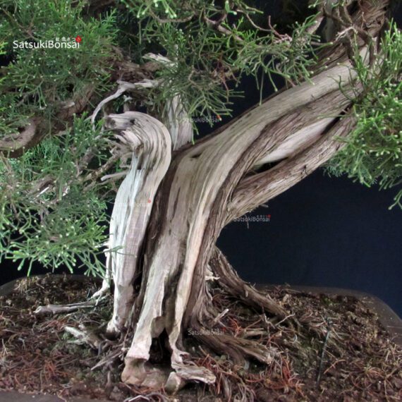 Ginepro Fenicio - Juniperus Phoenicea VENDUTO - immagine 4
