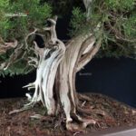 Ginepro Fenicio - Juniperus Phoenicea VENDUTO - immagine 5