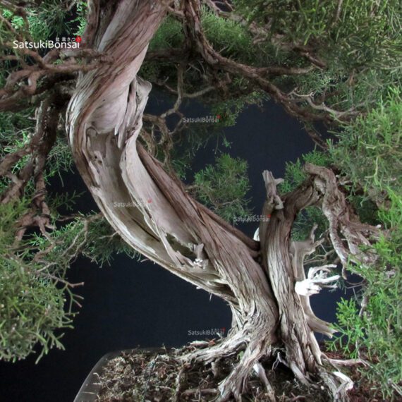 Ginepro Fenicio - Juniperus Phoenicea VENDUTO - immagine 6