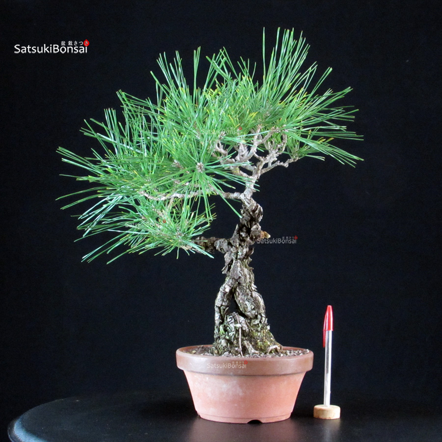 6222_1-Pinus-thunbergii Pinus Thunbergii Kuromatsu- pino nero - immagine 1