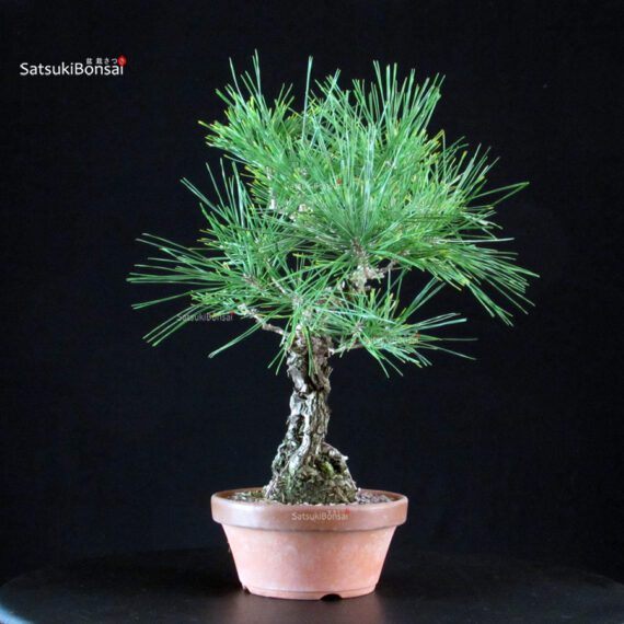 Pinus Thunbergii Kuromatsu- pino nero - immagine 2