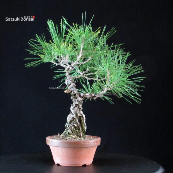 Pinus Thunbergii Kuromatsu- pino nero - immagine 3