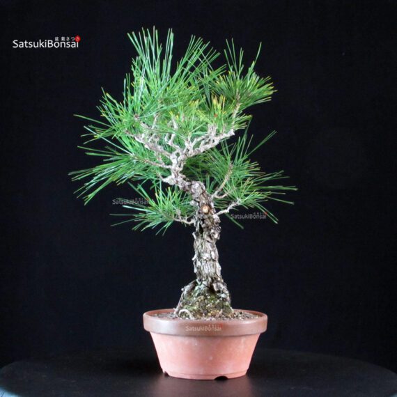 Pinus Thunbergii Kuromatsu- pino nero - immagine 4
