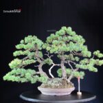 Pinus Pentaphylla 'Netsuranari'