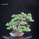 Pinus Pentaphylla 'Netsuranari' - immagine 2