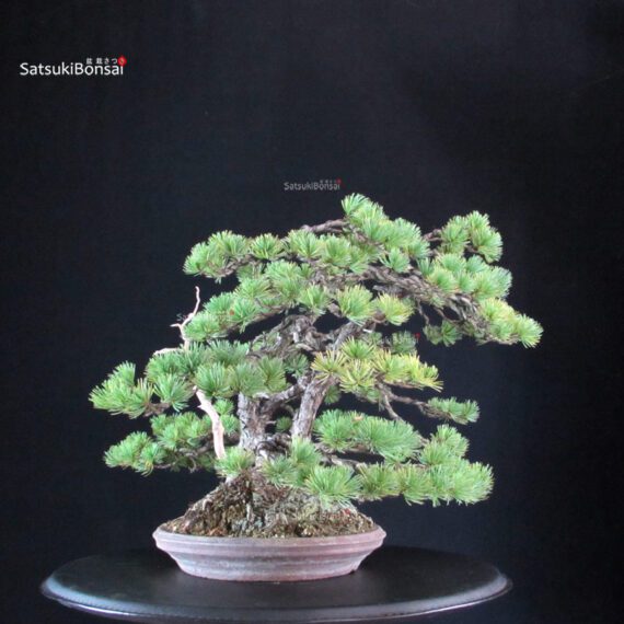 Pinus Pentaphylla 'Netsuranari' - immagine 2