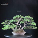 Pinus Pentaphylla 'Netsuranari' - immagine 3