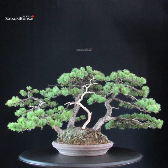 Pinus Pentaphylla 'Netsuranari' - immagine 3