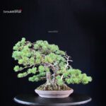 Pinus Pentaphylla 'Netsuranari' - immagine 4