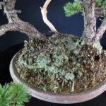 Pinus Pentaphylla 'Netsuranari' - immagine 5