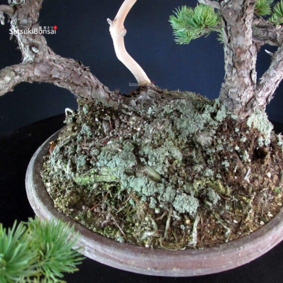 Pinus Pentaphylla 'Netsuranari' - immagine 5