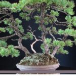 Pinus Pentaphylla 'Netsuranari' - immagine 6