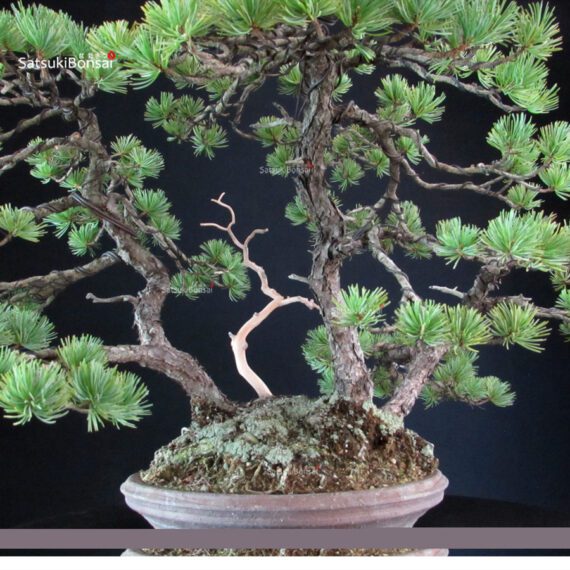 Pinus Pentaphylla 'Netsuranari' - immagine 6