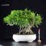 Ficus Retusa