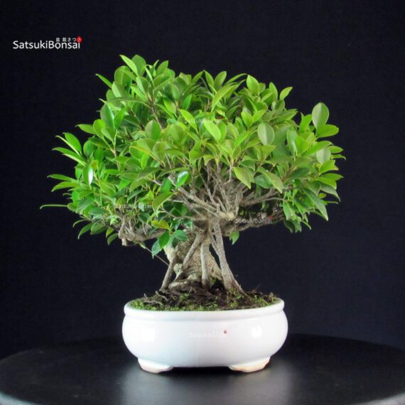 Ficus Retusa - immagine 2