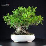 Ficus Retusa - immagine 3