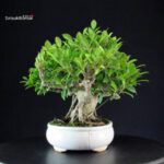 Ficus Retusa - immagine 4