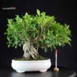 Ficus Retusa