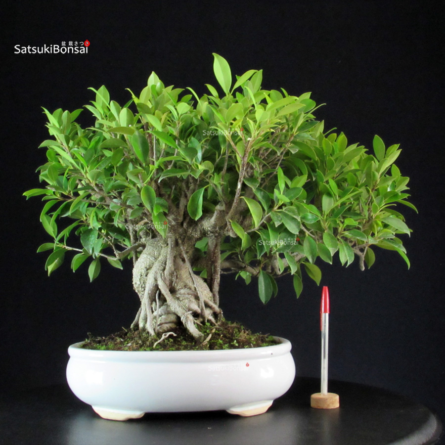BC492-1-Ficus-Retusa Ficus Retusa - immagine 1