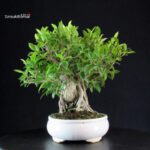 Ficus Retusa - immagine 2