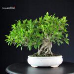Ficus Retusa - immagine 3