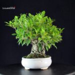 Ficus Retusa - immagine 4
