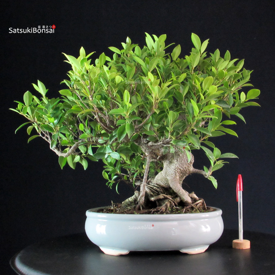 BC493-1-Ficus-Retusa Ficus Retusa - immagine 1