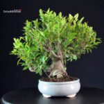 Ficus Retusa - immagine 2